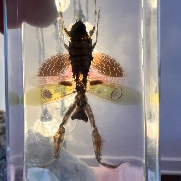 Dolls Kill Other - Real insect in clear resin block NEW